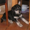 Photo de Aramiss