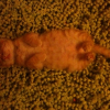 Photo de Hannibal