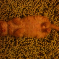 Photo de profil de Hannibal