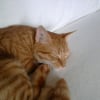 Photo de Kiwi