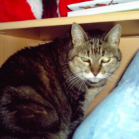 Photo de profil de Chipette