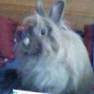 Photo de profil de Pichu