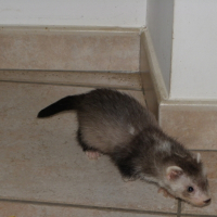 Photo de profil de Rio