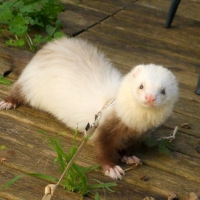 Photo de profil de Azzuro