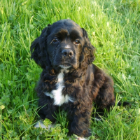 Photo de profil de Engel