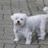 Photo de Papouille