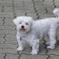 Photo de profil de Papouille