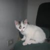 Photo de Harley