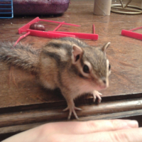 Photo de profil de Noisette