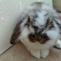 Photo de profil de Fripon