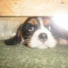 Photo de Noisette