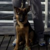 Photo de Fidji , Berger Allemand