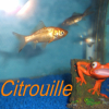 Photo de Ciiitrouiiille