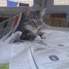 Photo de Choupette