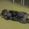 Photo de Aussie