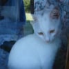 Photo de Bobusia