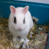 Photo de Flocon
