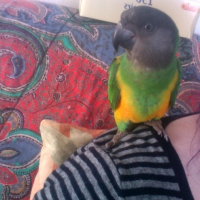 Photo de profil de Foxy