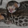 Photo de Chatons nés le 31 octobre 2010