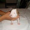 Photo de F....., American Staffordshire Terrier