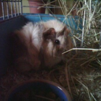 Photo de profil de Chipoune
