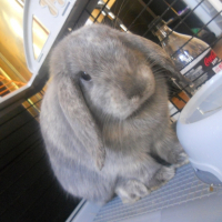 Photo de profil de Iris