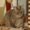 Photo de Silla