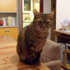 Photo de Tinuviel