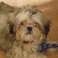 Photo de profil de Kenzo