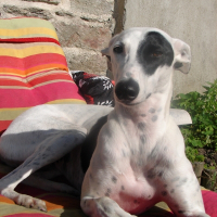 Photo de profil de Castilla