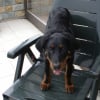 Photo de Falco, Beauceron
