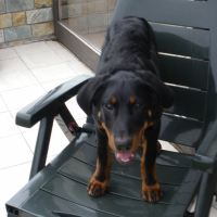 Photo de profil de Falco