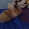 Photo de Gizmo