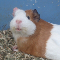 Photo de profil de Vanille