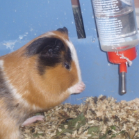 Photo de profil de Capoutchino