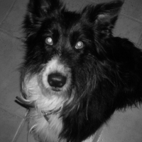Photo de profil de Réglisse