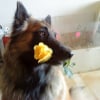 Photo de Eliot, Berger Belge Malinois