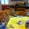 Photo de Kali , kaouette et bouchon
