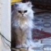Photo de Odin
