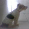 Photo de Foxy 