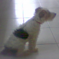 Photo de profil de Foxy 