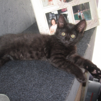 Photo de profil de Guismo