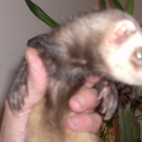 Photo de profil de Kiki