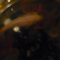 Photo de profil de Citron