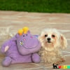 Photo de Princesse