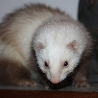 Photo de profil de Freya