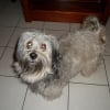 Photo de Toby, Terrier Tibétain