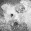 Photo de Channel