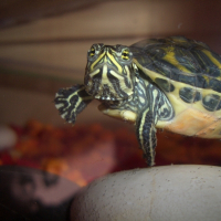 Photo de profil de Hulk