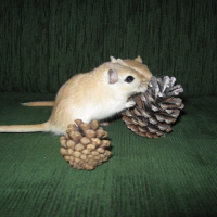 Photo de profil de Gerbilles
